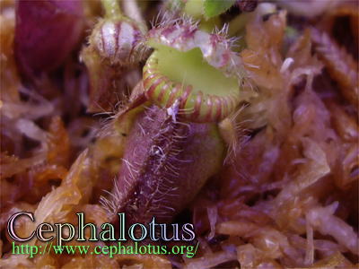 セファロタス ブラックタイプ