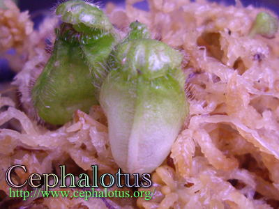 セファロタスの斑入り風