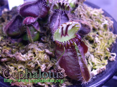 セファロタスの大きな袋