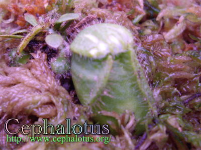 セファロタスのフタ