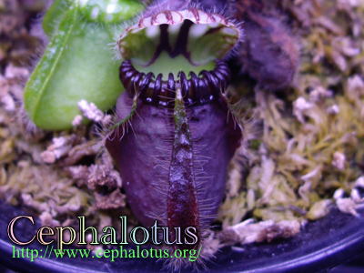 日本最大のブランド Cephalotus follicularis DudleyWatts 食虫植物