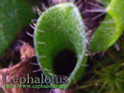 上から見たセファロタスのヘリアンフォラ葉