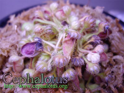 セファロタスの馴化