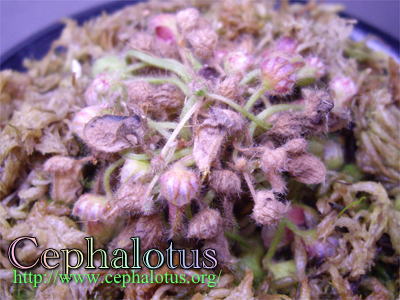 セファロタスの馴化