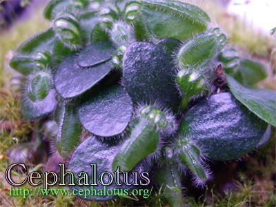 セファロタスの馴化