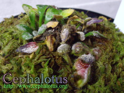 セファロタスとカビ