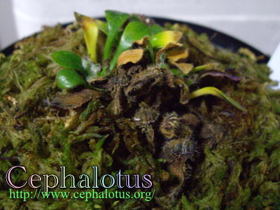 セファロタスとカビ