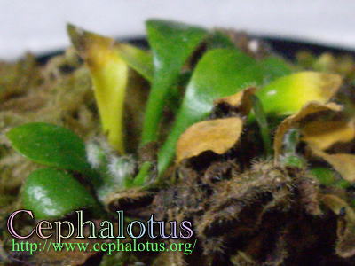 セファロタスとカビ