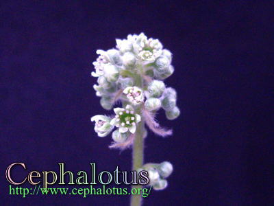 セファロタスの開花
