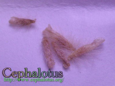 セファロタスの種子