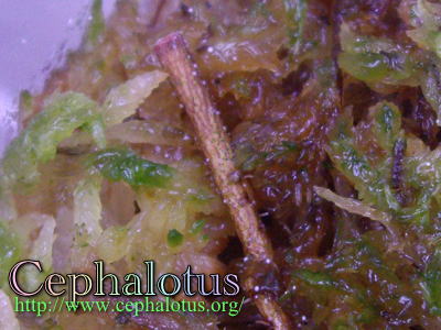 セファロタスの根伏せ