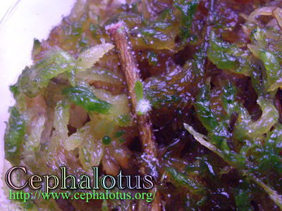 セファロタスの根伏せ