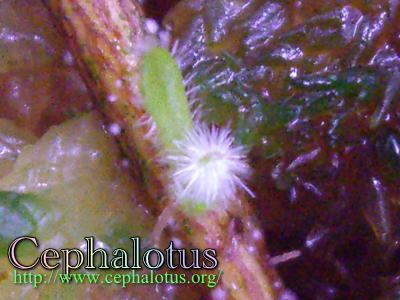 セファロタスの根伏せ