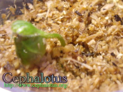 セファロタスの増やし方｜セファロタス navi