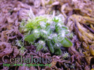 セファロタスの幼葉